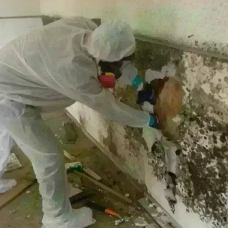 Mold Remediation and Removal in Glendale, NY